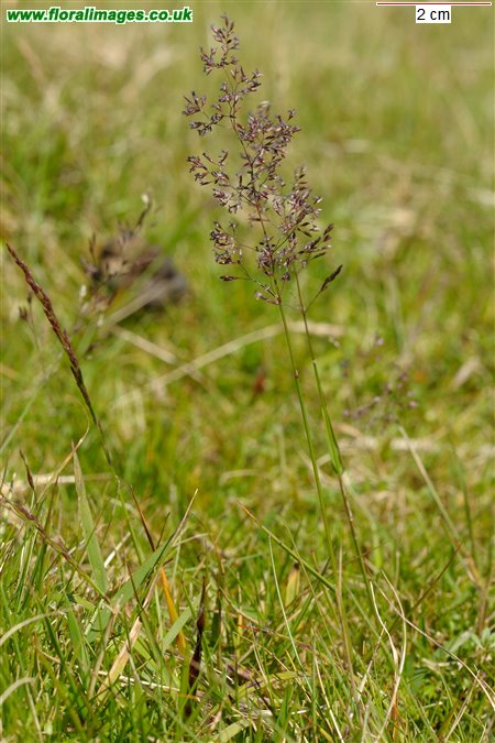 Agrostis capillaris