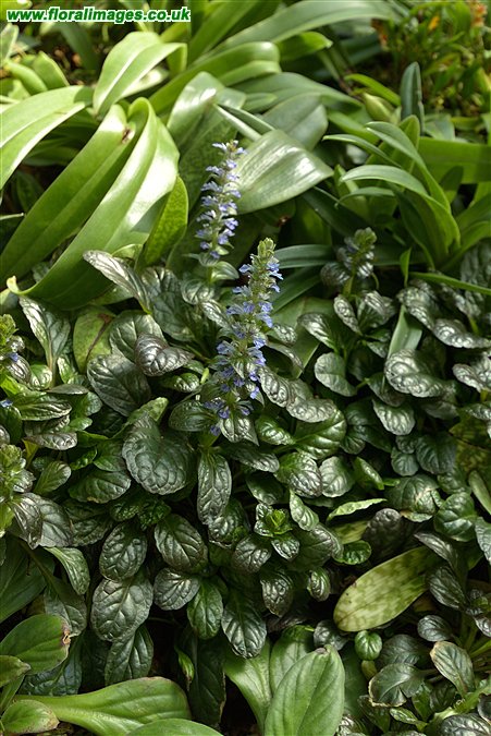 Ajuga reptans