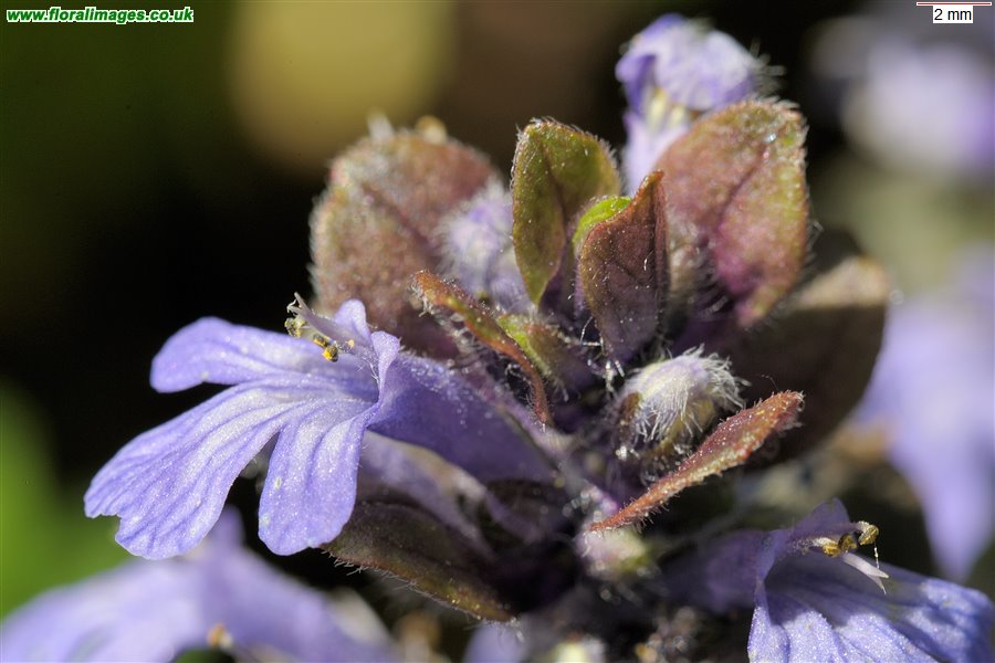 Ajuga reptans