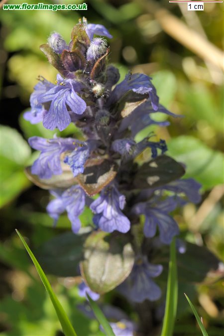 Ajuga reptans