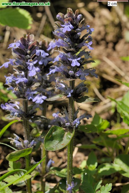 Ajuga reptans