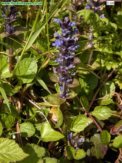 Ajuga reptans