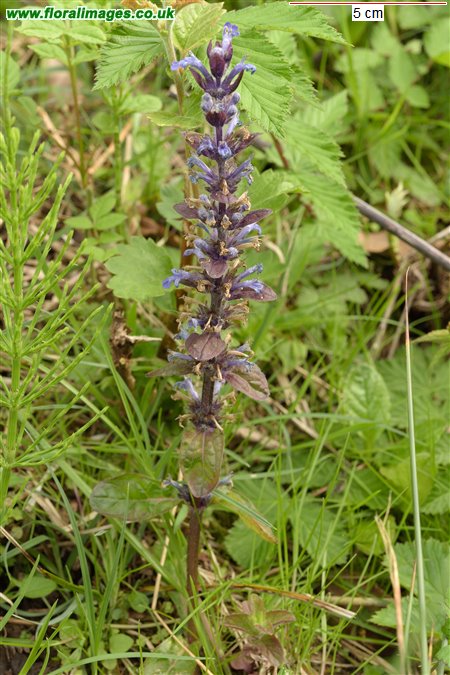 Ajuga reptans