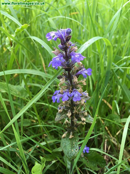 Ajuga reptans