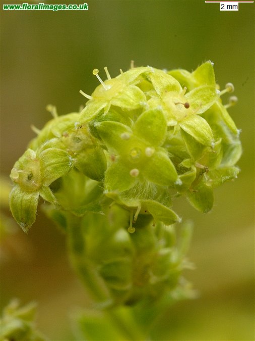Alchemilla alpina