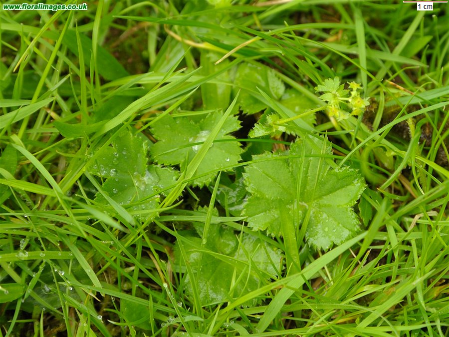 Alchemilla filicaulis
