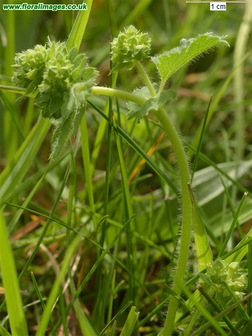 Alchemilla filicaulis