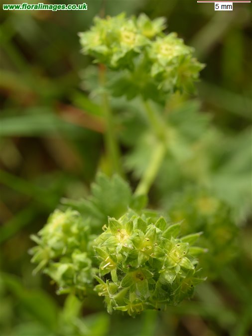 Alchemilla filicaulis