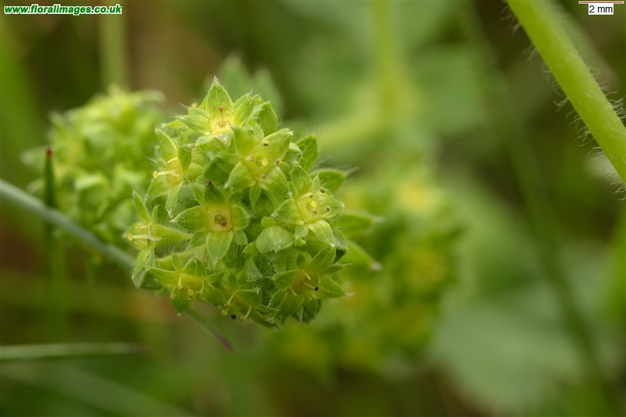 Alchemilla filicaulis