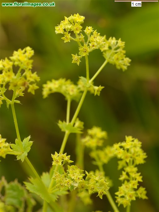Alchemilla mollis