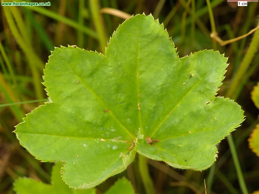 Alchemilla mollis