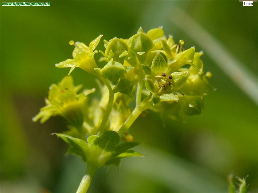Alchemilla xanthochlora