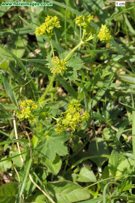 Alchemilla xanthochlora
