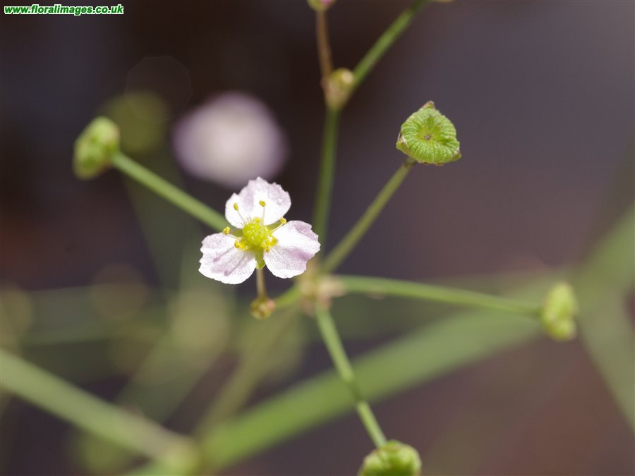 Alisma lanceolatum