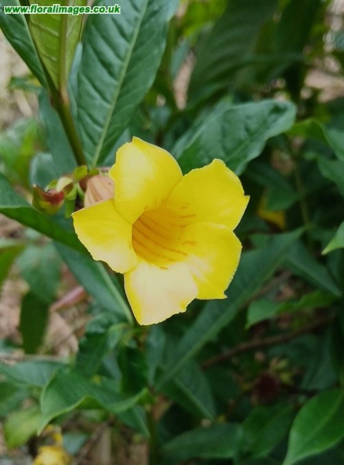 Allamanda schottii