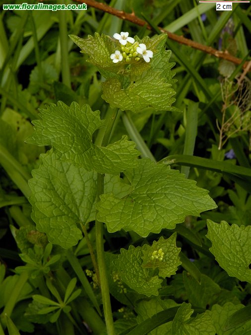 Alliaria petiolata