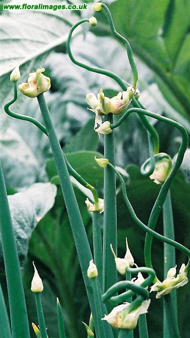 Allium cepa