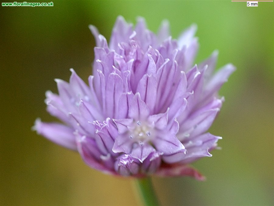 Allium schoenoprasum