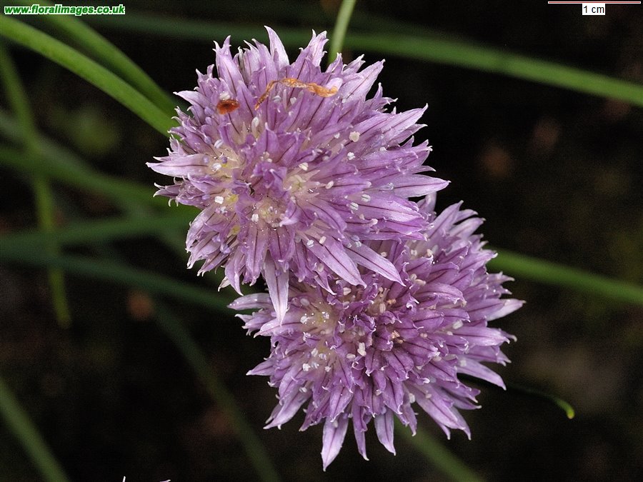 Allium schoenoprasum