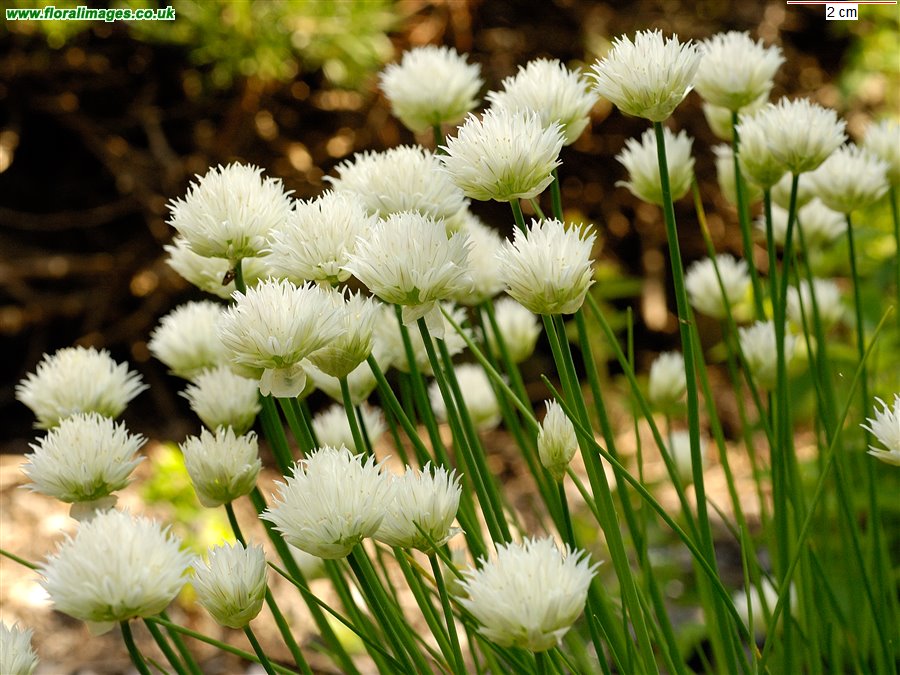 Allium schoenoprasum