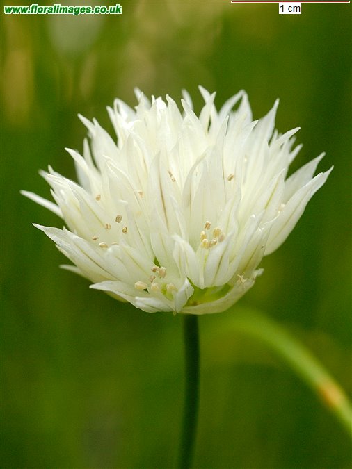 Allium schoenoprasum