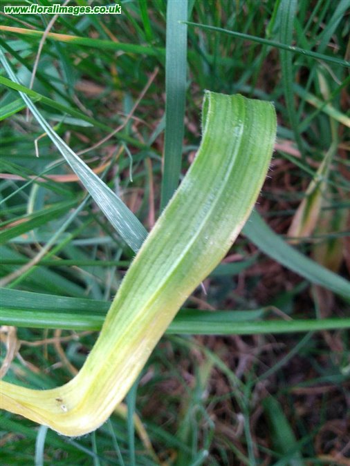 Allium trifoliatum