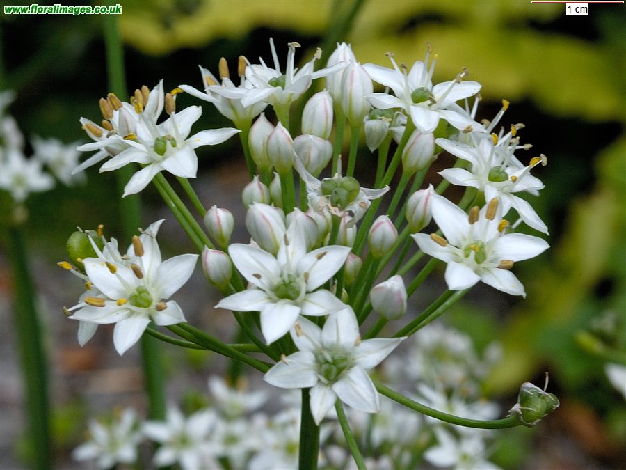 Allium tuberosum