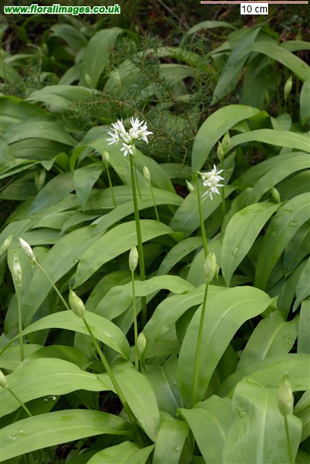 Allium ursinum