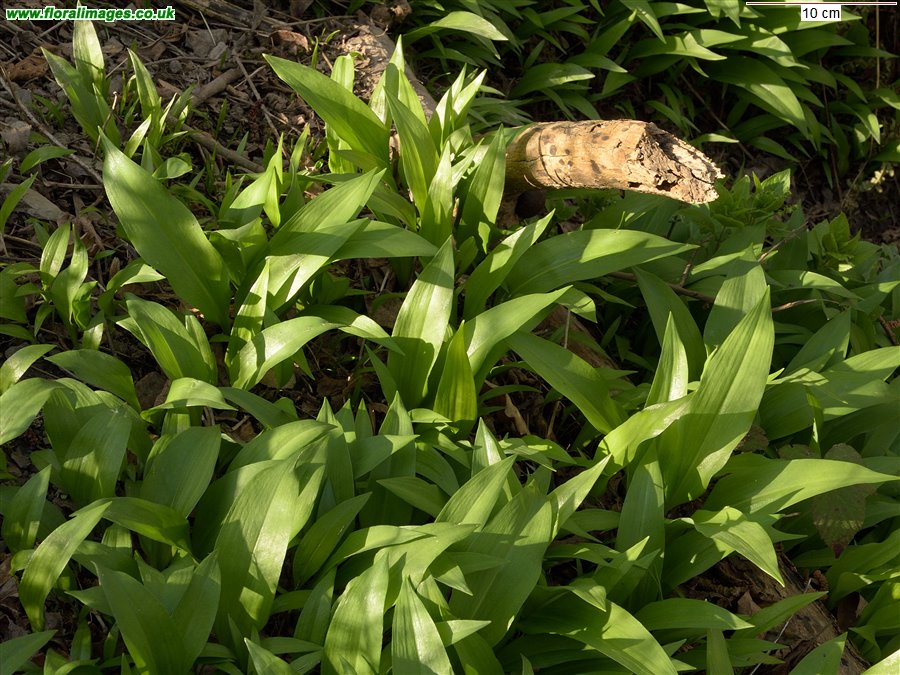 Allium ursinum