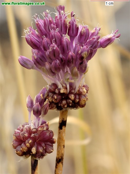 Allium vineale