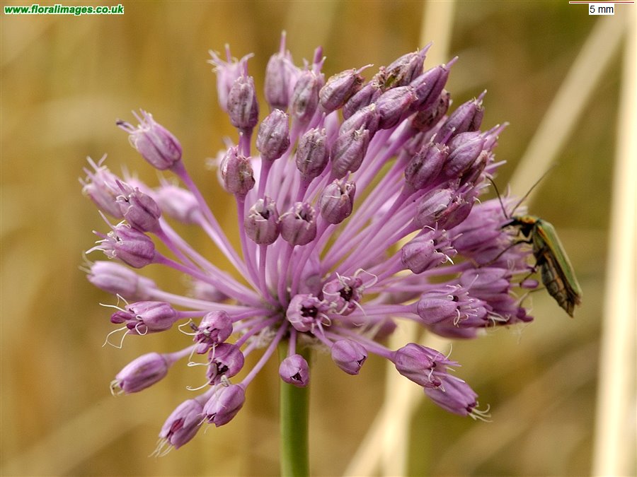 Allium vineale