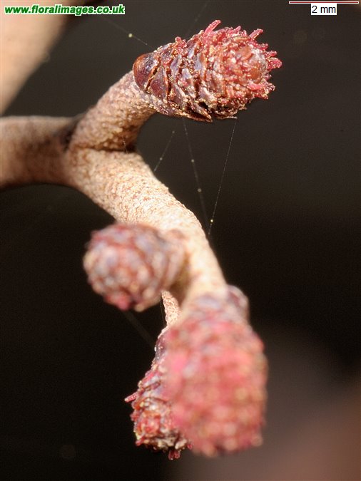 Alnus glutinosa