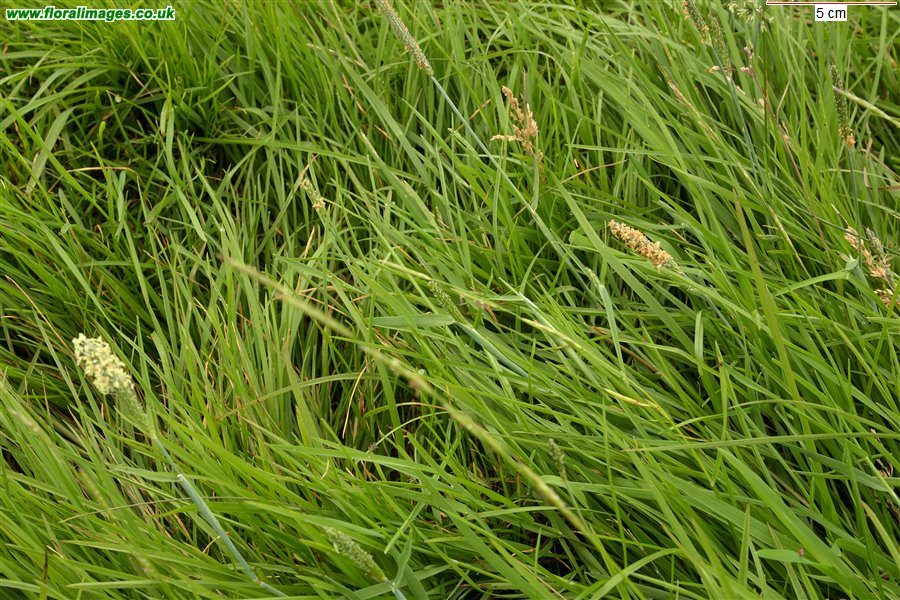 Alopecurus geniculatus