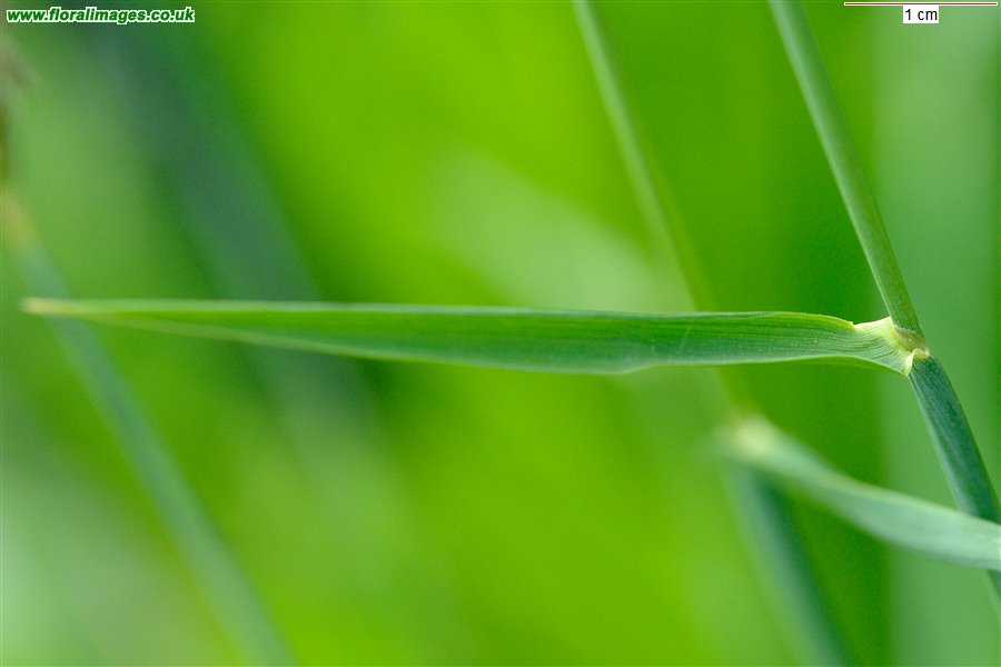 Alopecurus pratensis