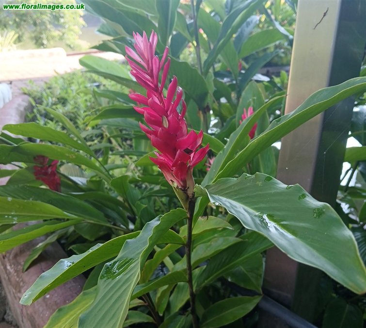 Alpinia purpurata