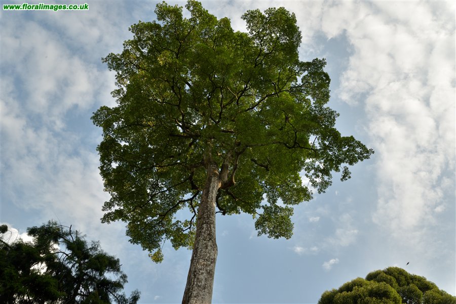Alstonia pneumatophora