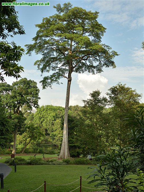 Alstonia pneumatophora