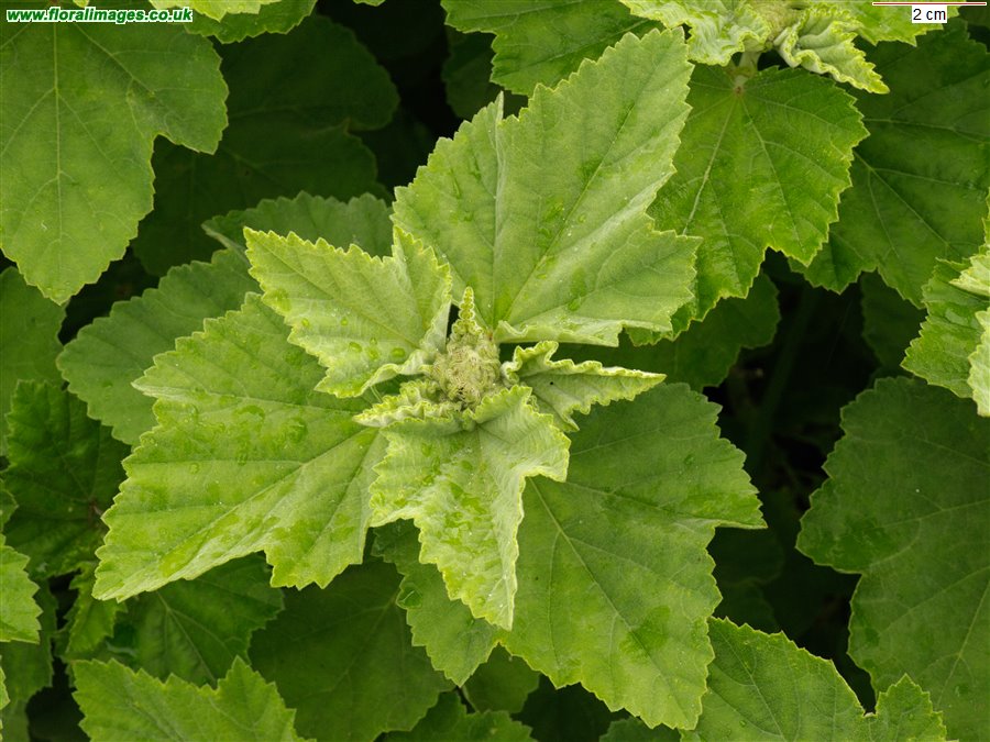 Althaea officinalis