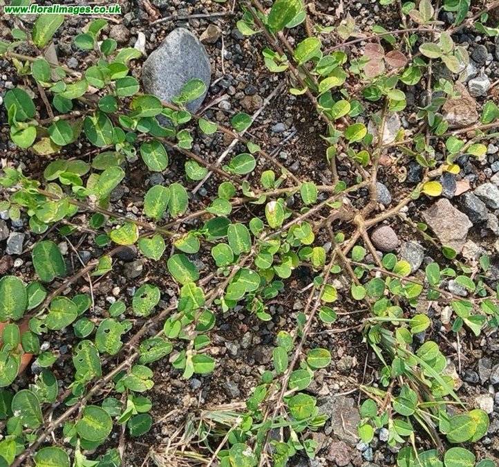 Alysicarpus ovalifolius