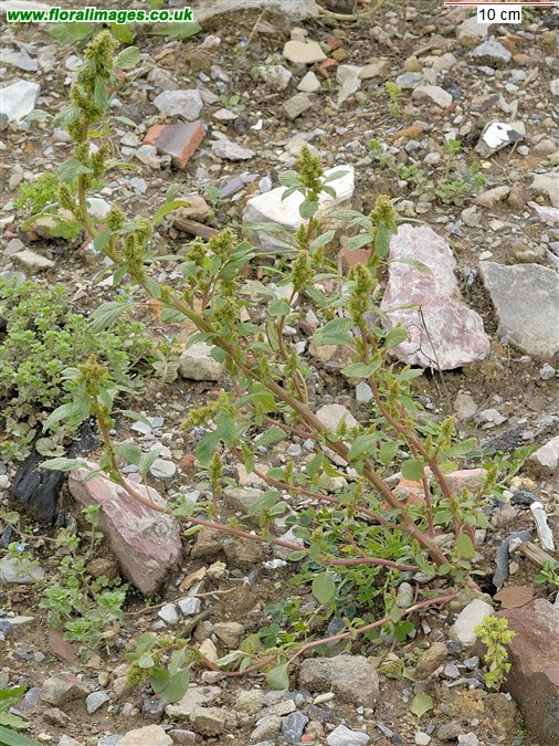 Amaranthus retroflexus