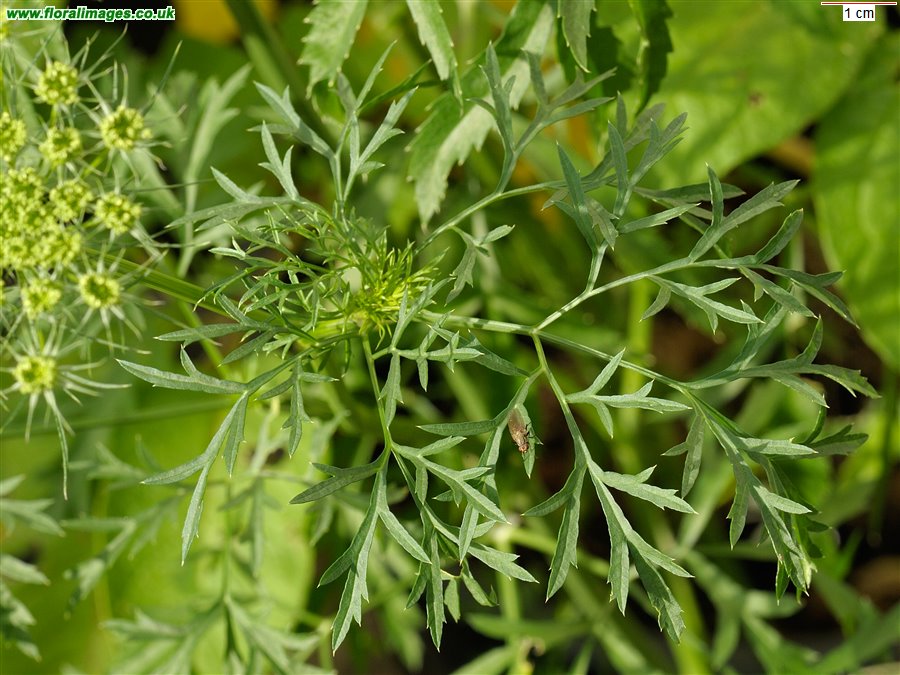 Ammi majus