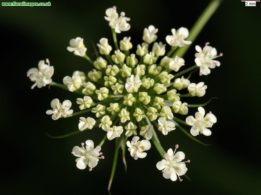 Ammi majus