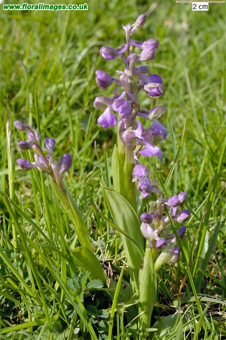 Anacamptis morio