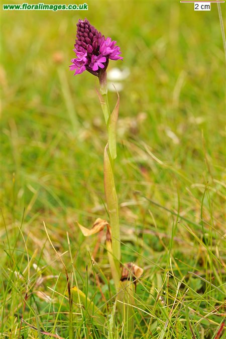 Anacamptis pyramidalis