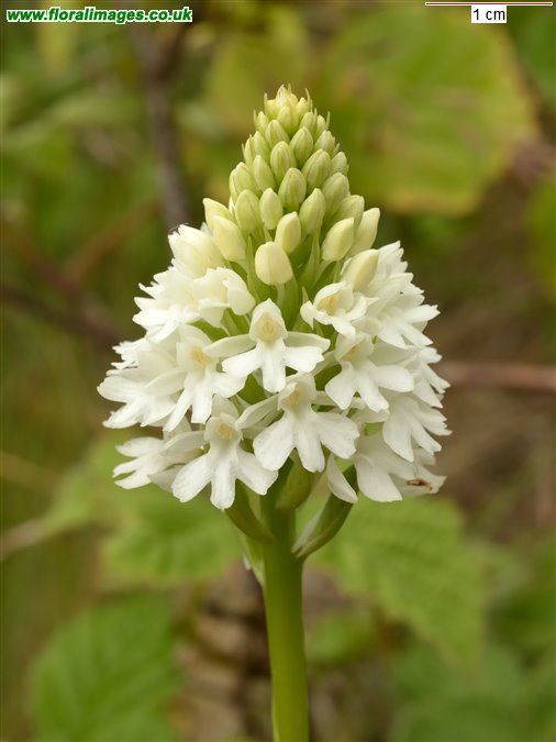 Anacamptis pyramidalis