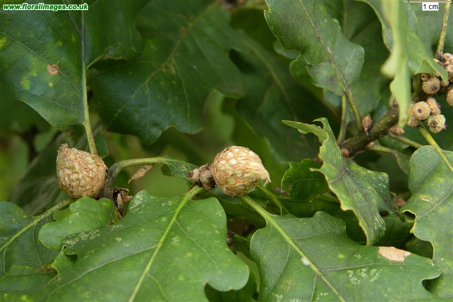 Andricus foecundatrix