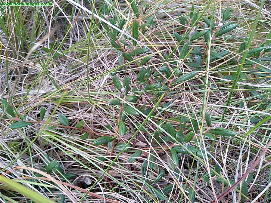 Andromeda polifolia