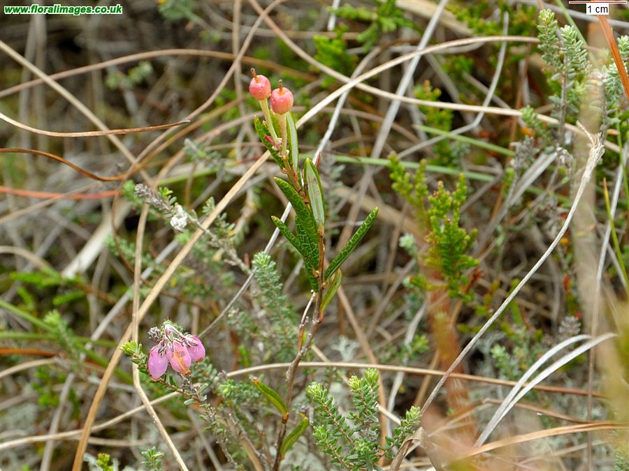 Andromeda polifolia