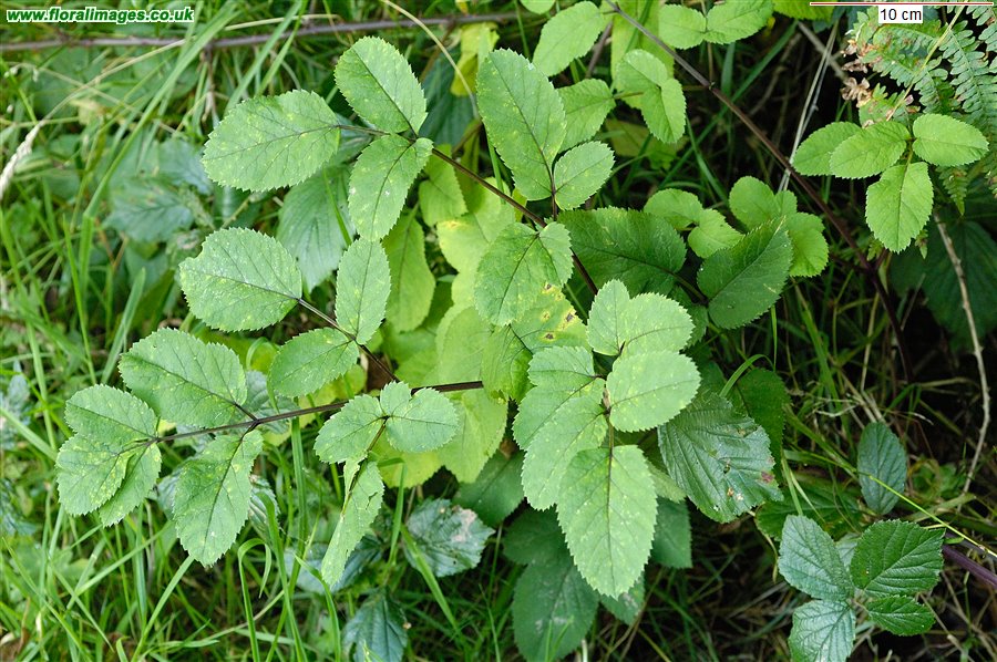 Angelica sylvestris
