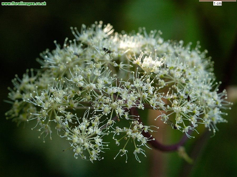 Angelica sylvestris
